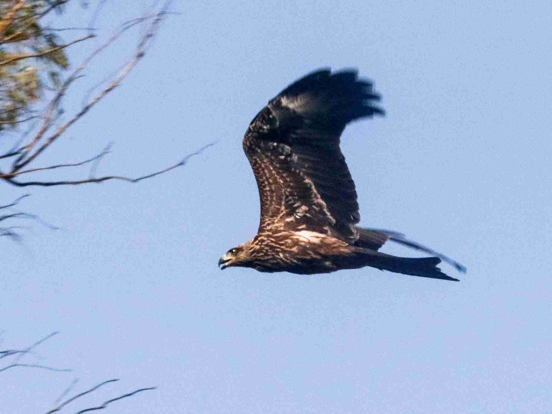 Black kite in fligh